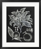 Framed Citrus Botanical Study II