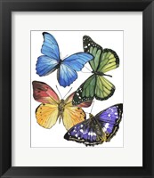 Framed Butterfly Swatches II