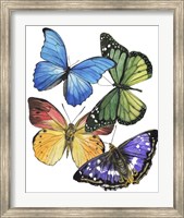 Framed Butterfly Swatches II