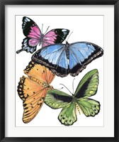 Framed Butterfly Swatches III