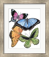 Framed Butterfly Swatches III