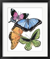 Framed Butterfly Swatches III