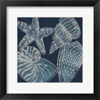 Marine Shells I Framed Print