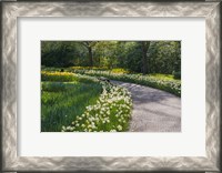 Framed Sunlit Path In Daffodil Garden