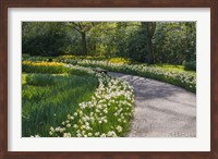Framed Sunlit Path In Daffodil Garden
