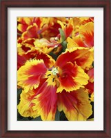 Framed Yellow And Red Parrot Tulips