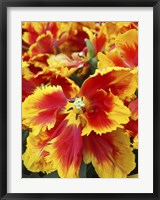 Framed Yellow And Red Parrot Tulips