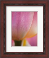 Framed Macro Of Colorful Tulip 1, Netherlands