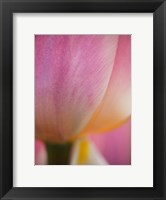 Framed Macro Of Colorful Tulip 1, Netherlands