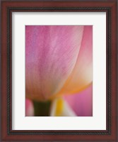 Framed Macro Of Colorful Tulip 1, Netherlands