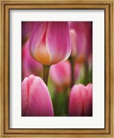 Framed Macro Of Colorful Tulip 2, Netherlands
