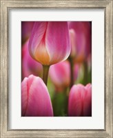 Framed Macro Of Colorful Tulip 2, Netherlands