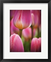 Framed Macro Of Colorful Tulip 2, Netherlands