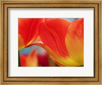 Framed Macro Of Colorful Tulip 3, Netherlands