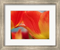 Framed Macro Of Colorful Tulip 3, Netherlands