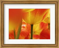 Framed Macro Of Colorful Tulip 4, Netherlands