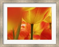 Framed Macro Of Colorful Tulip 4, Netherlands