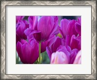 Framed Tulip Close-Ups 1, Lisse, Netherlands