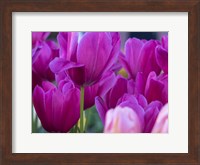 Framed Tulip Close-Ups 1, Lisse, Netherlands
