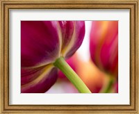 Framed Tulip Close-Ups 2, Lisse, Netherlands