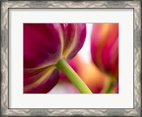 Framed Tulip Close-Ups 2, Lisse, Netherlands