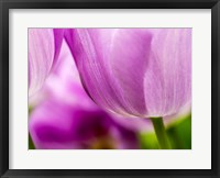 Framed Tulip Close-Ups 3, Lisse, Netherlands