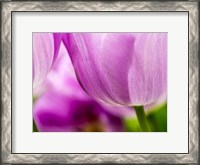 Framed Tulip Close-Ups 3, Lisse, Netherlands