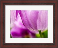 Framed Tulip Close-Ups 3, Lisse, Netherlands
