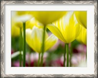 Framed Tulip Close-Ups 4, Lisse, Netherlands