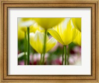 Framed Tulip Close-Ups 4, Lisse, Netherlands