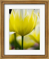 Framed Tulip Close-Ups 5, Lisse, Netherlands