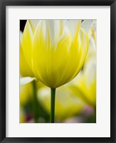 Framed Tulip Close-Ups 5, Lisse, Netherlands