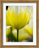 Framed Tulip Close-Ups 5, Lisse, Netherlands