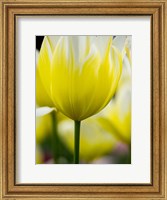 Framed Tulip Close-Ups 5, Lisse, Netherlands