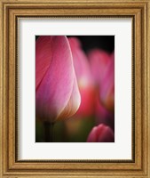 Framed Colorful Tulip 1, Netherlands