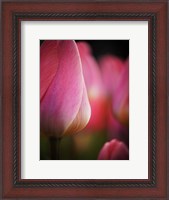 Framed Colorful Tulip 1, Netherlands
