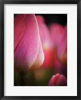 Framed Colorful Tulip 1, Netherlands