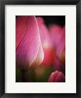 Framed Colorful Tulip 1, Netherlands