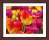 Framed Colorful Tulip 2, Netherlands