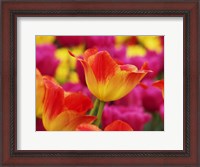 Framed Colorful Tulip 2, Netherlands