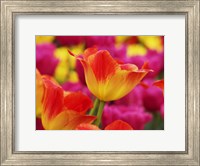 Framed Colorful Tulip 2, Netherlands