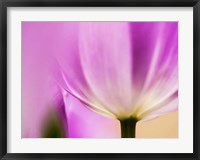 Framed Tulip Close-Up With Selective Focus 1, Netherlands