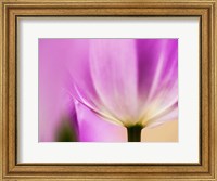 Framed Tulip Close-Up With Selective Focus 1, Netherlands