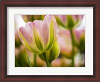 Framed Tulip Close-Up With Selective Focus 2, Netherlands