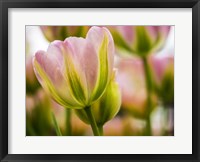 Framed Tulip Close-Up With Selective Focus 2, Netherlands