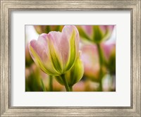 Framed Tulip Close-Up With Selective Focus 2, Netherlands