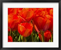 Framed Red Tulips In Mass, Nord Holland, Netherlands
