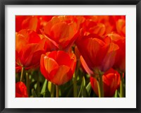 Framed Red Tulips In Mass, Nord Holland, Netherlands