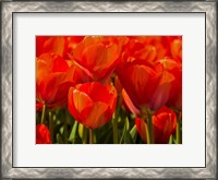 Framed Red Tulips In Mass, Nord Holland, Netherlands