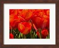 Framed Red Tulips In Mass, Nord Holland, Netherlands